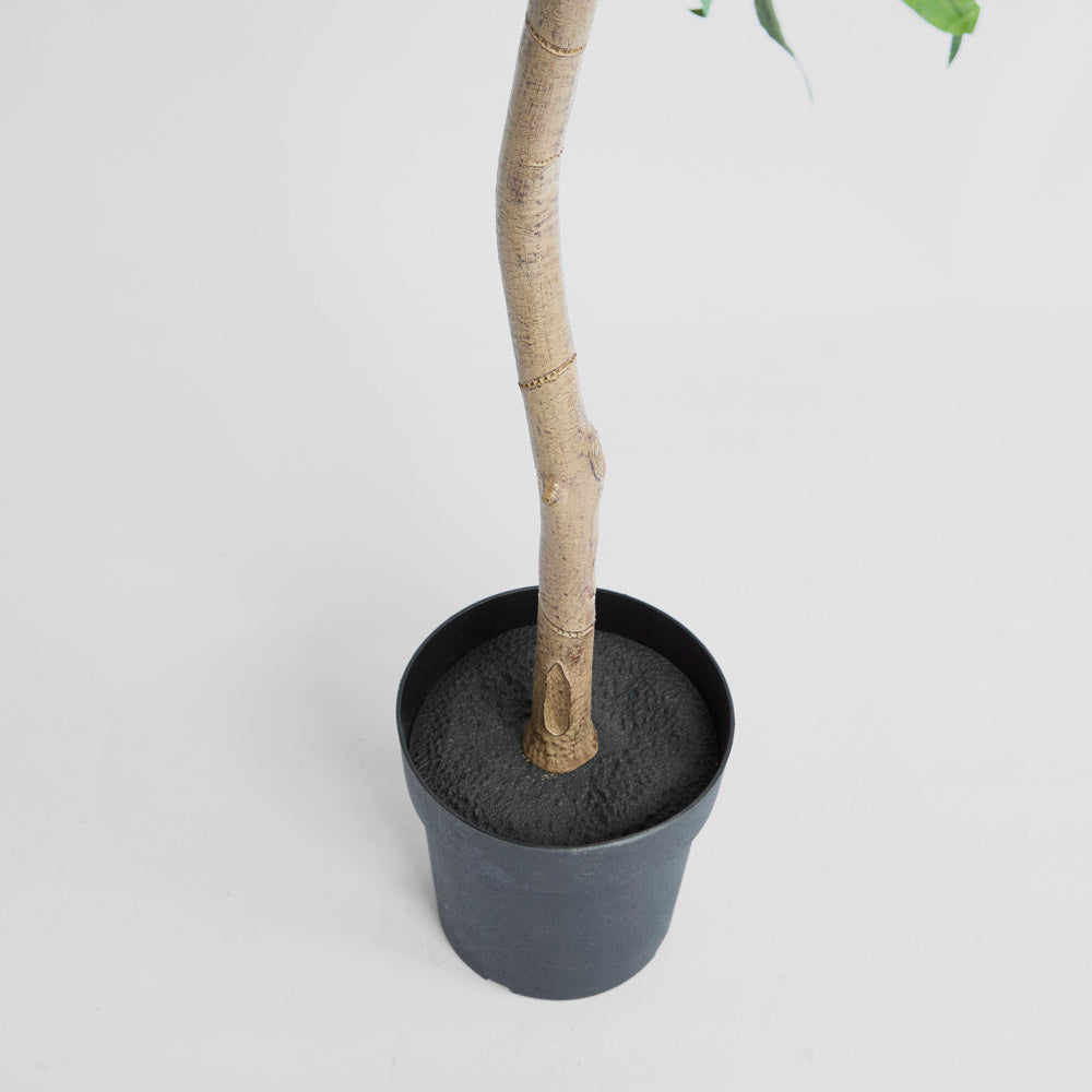 Blue Gum  Potted Tree 193cm