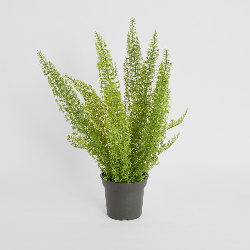 Fox Tail Asparagus Potted  61cm