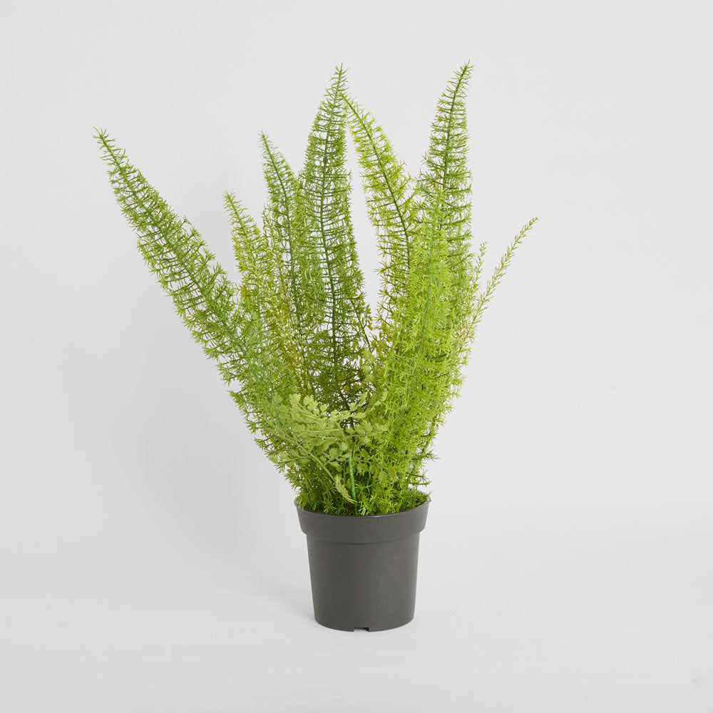 Fox Tail Asparagus Potted  61cm