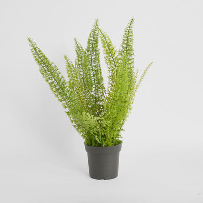 Fox Tail Asparagus Potted  61cm