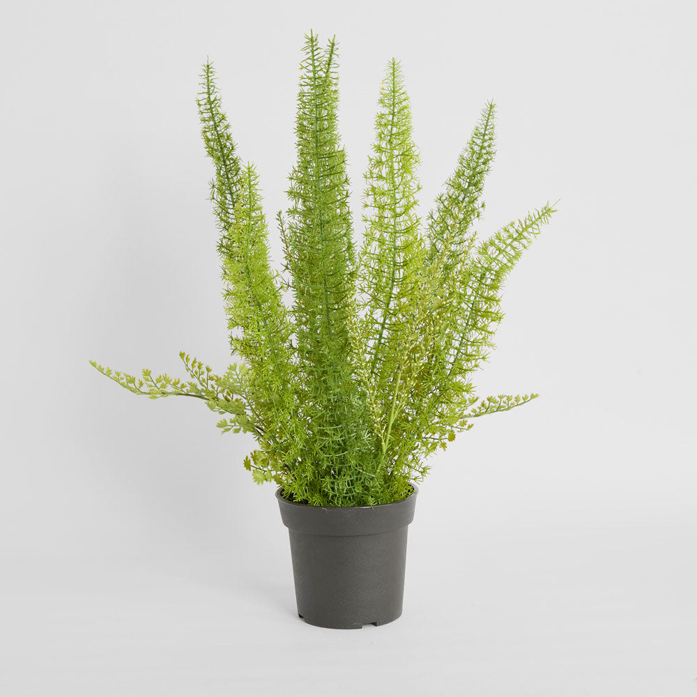 Fox Tail Asparagus Potted  61cm