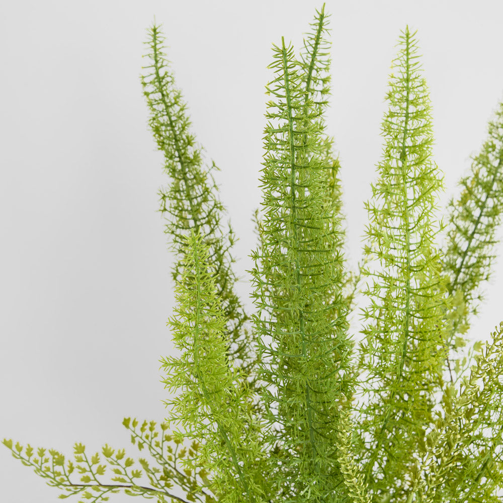 Fox Tail Asparagus Potted  61cm