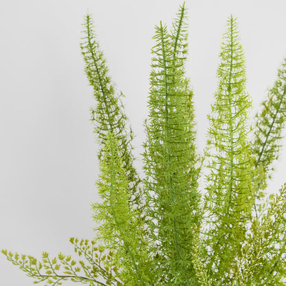 Fox Tail Asparagus Potted  61cm