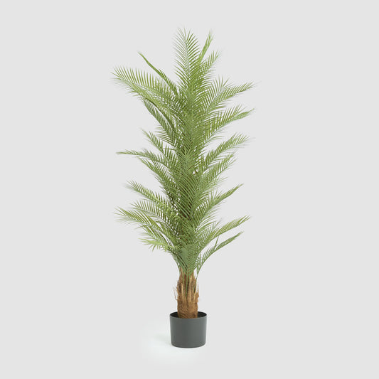 Real Touch Palm Tree 180cm