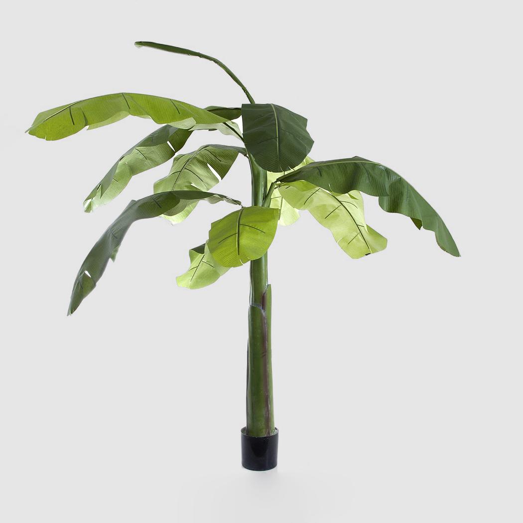 Banana Tree 2.4m