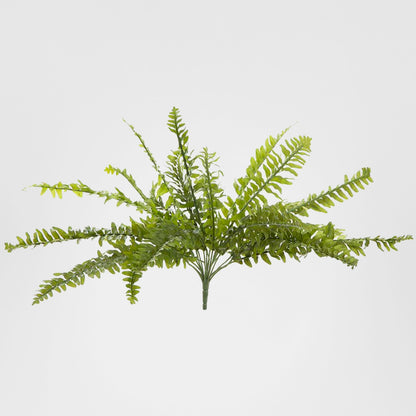Boston Fern Bush 48cm