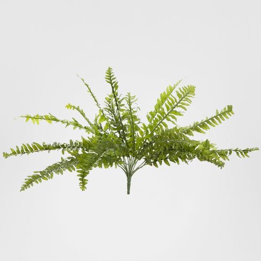 Boston Fern Bush 48cm