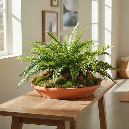 Boston Fern Bush 48cm