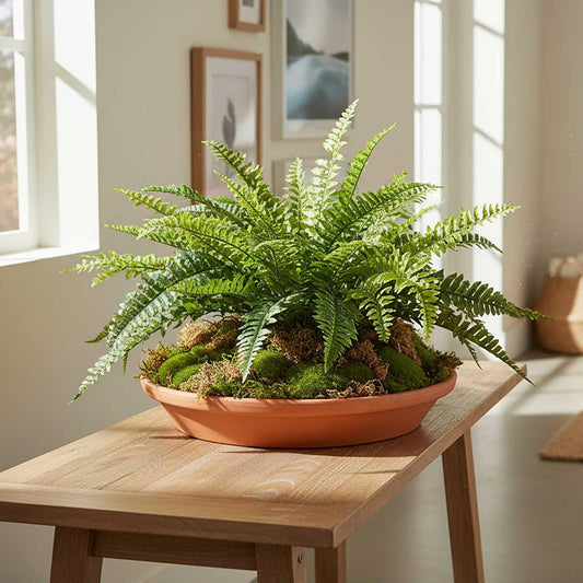 Boston Fern Bush 48cm