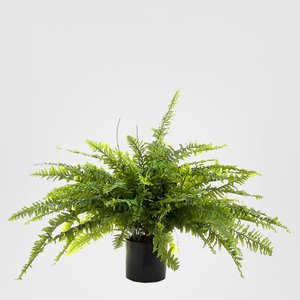 Boston Fern 80cm