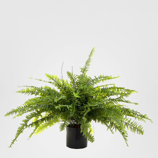 Boston Fern 80cm
