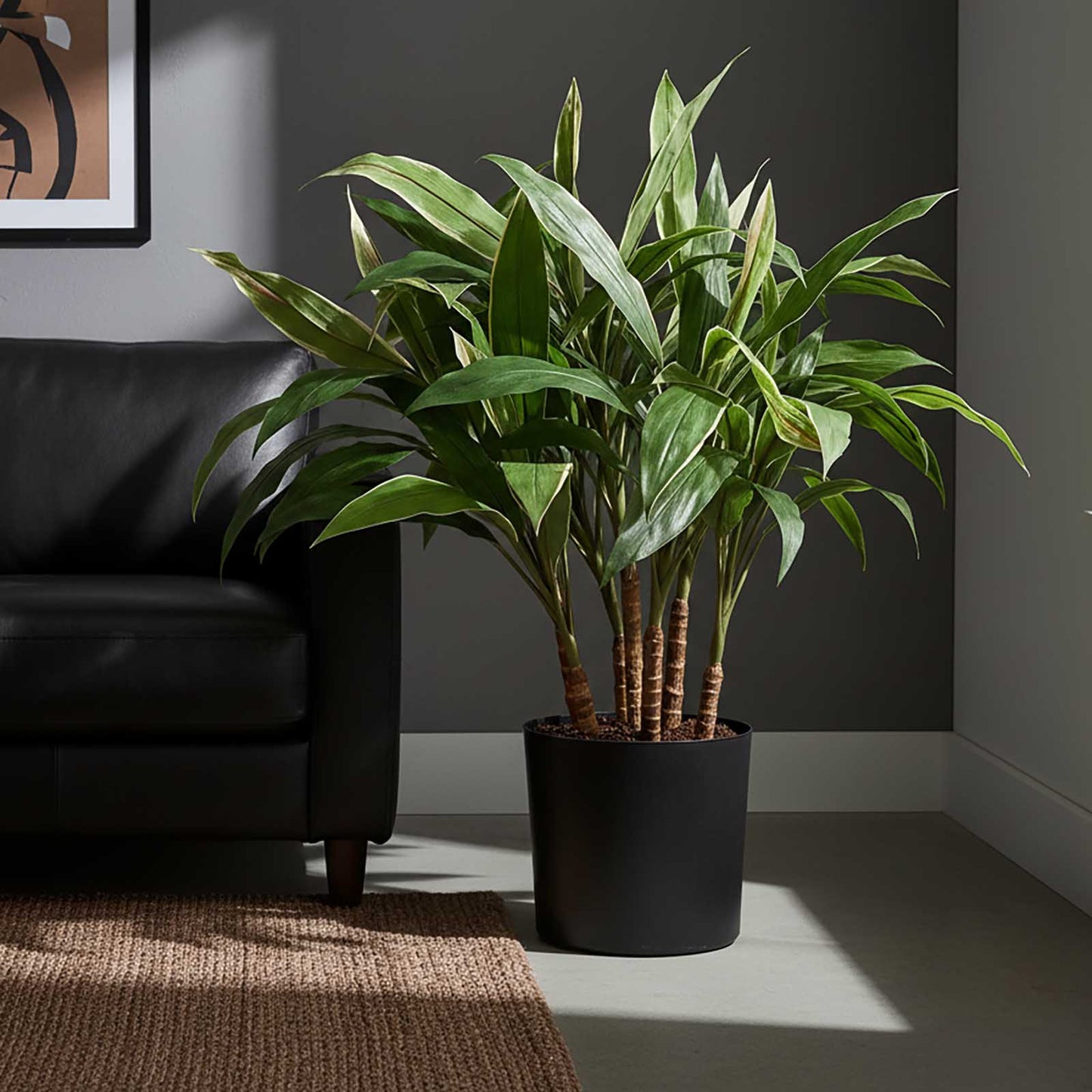 Cordyline Tree 80cm