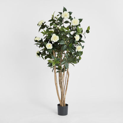 Camellia Japonica Tree White 1.6m