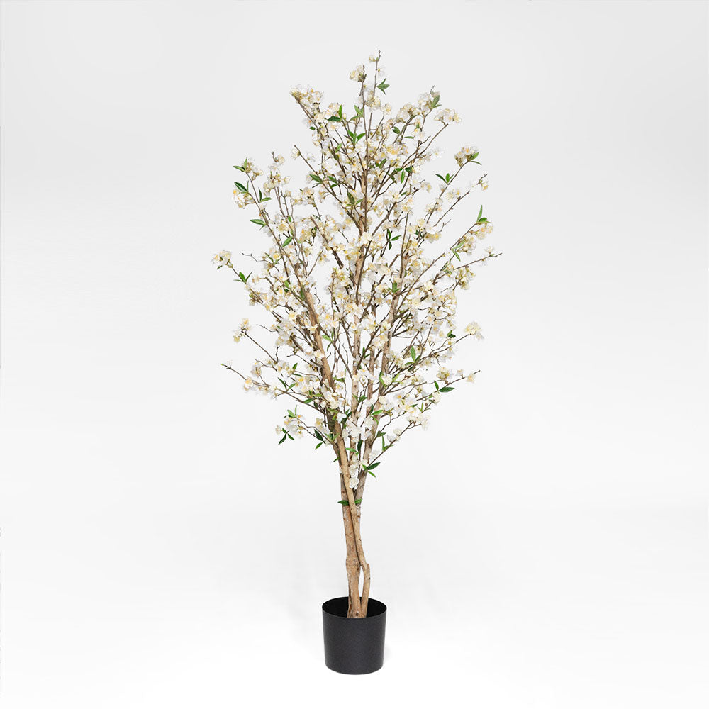 Cherry Blossom Tree 1.8m