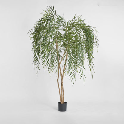 Willow Tree 1.8m