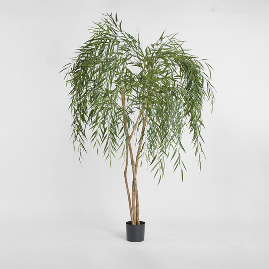 Willow Tree 1.8m