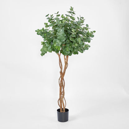 Eucalyptus Tree w 884 Lvs