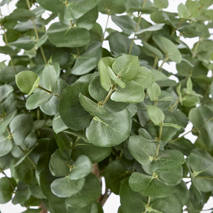 Eucalyptus Tree w 884 Lvs