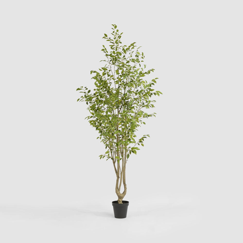 Real Touch Variegated Ficus 270cm
