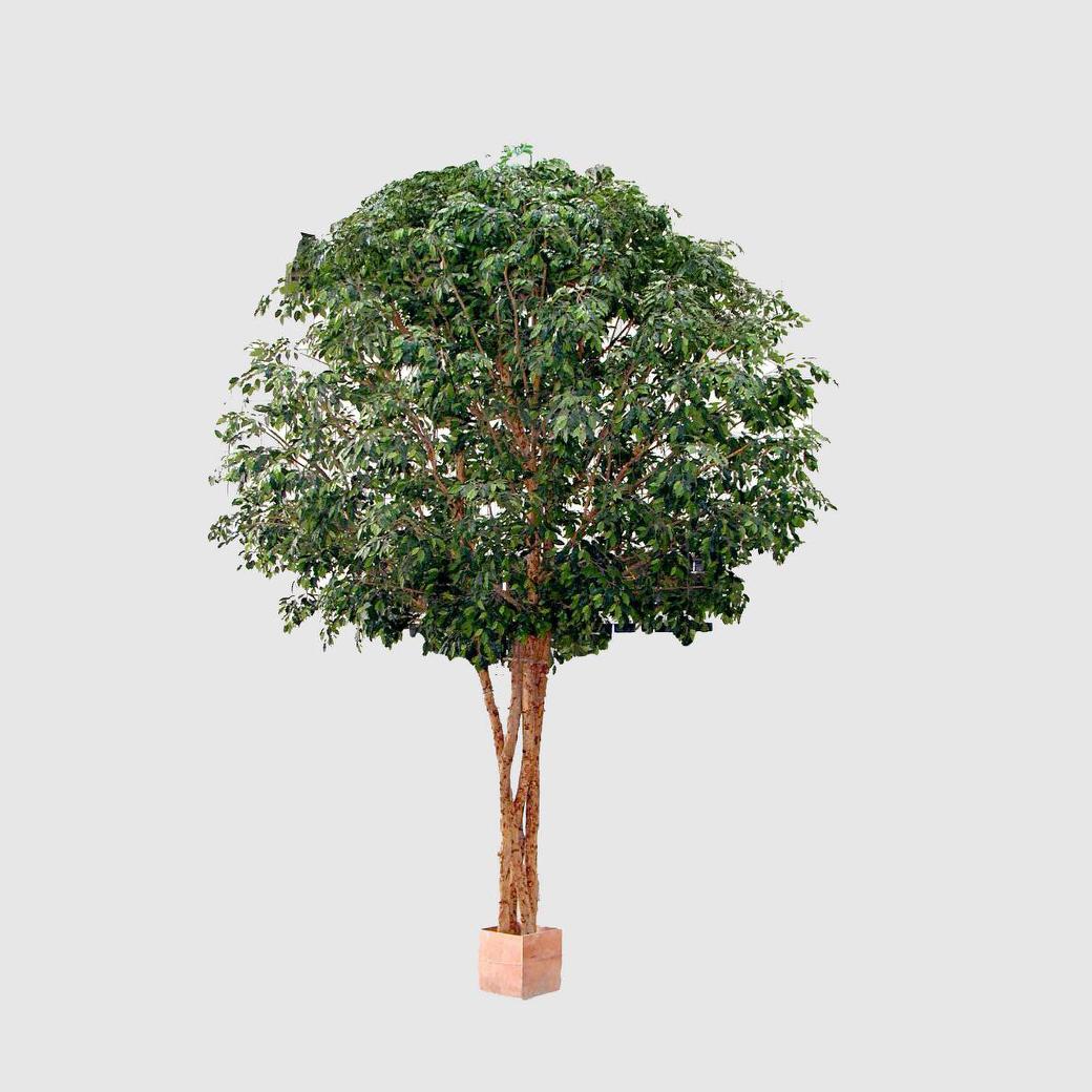 Mix Ficus Giant Tree 550cm