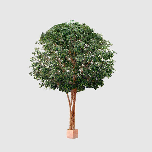 Mix Ficus Giant Tree 550cm