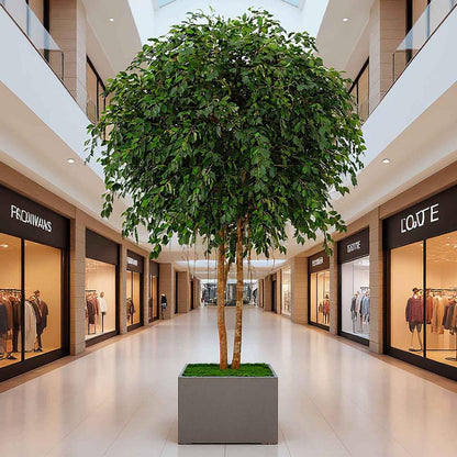 Mix Ficus Giant Tree 550cm