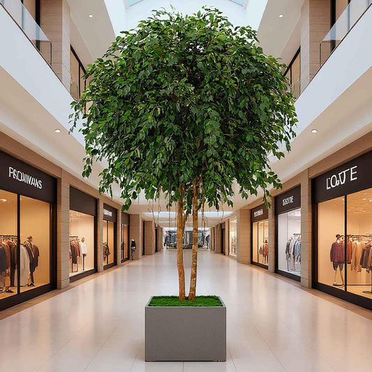 Mix Ficus Giant Tree 550cm
