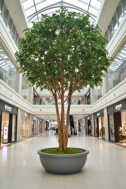 Mix Ficus Giant Tree 550cm