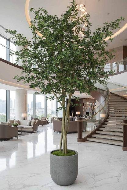 Ficus Exotica Giant Tree 3.05m
