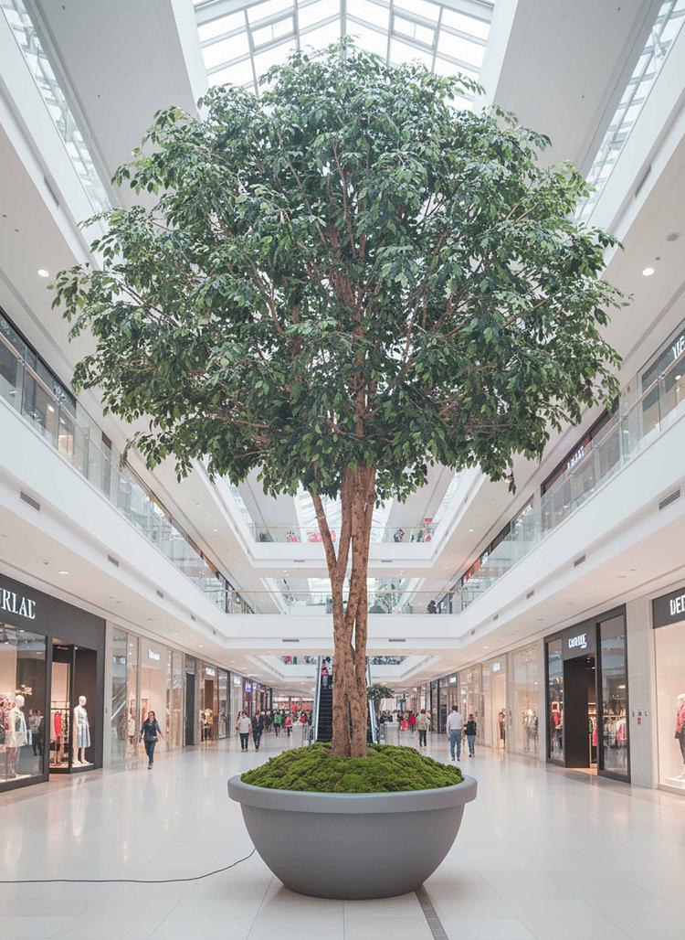 Mix Ficus Giant Tree 6.5M With 41480 Lvs