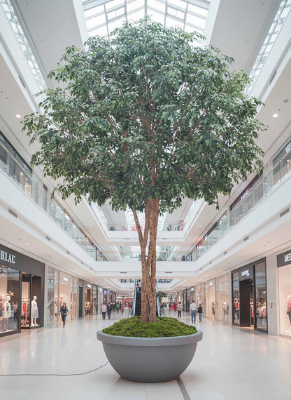 Mix Ficus Giant Tree 6.5M With 41480 Lvs