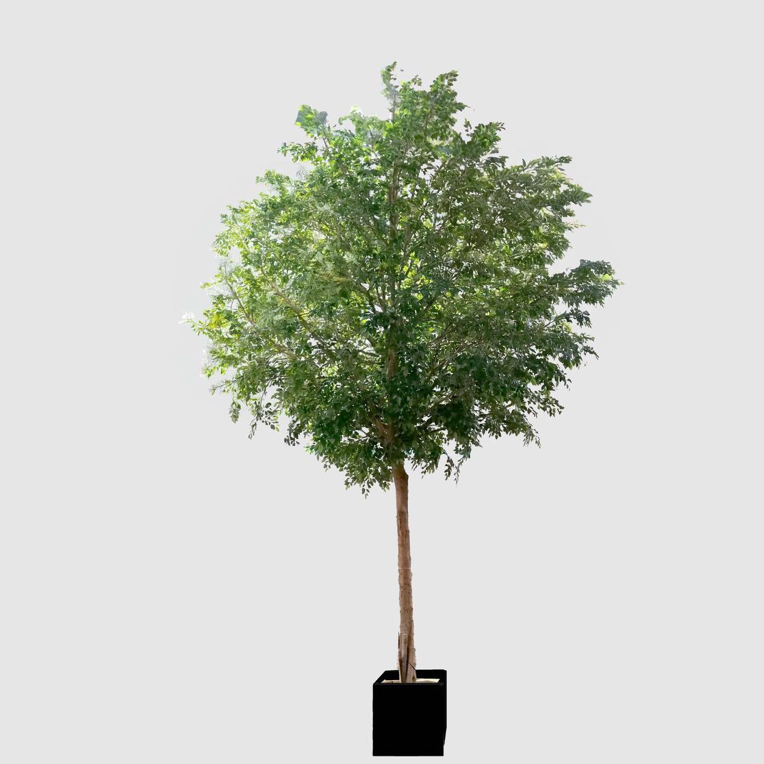 GIANT FICUS NATASJA 6.7M