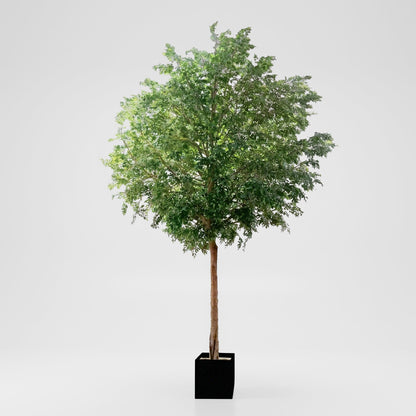 GIANT FICUS NATASJA 6.7M