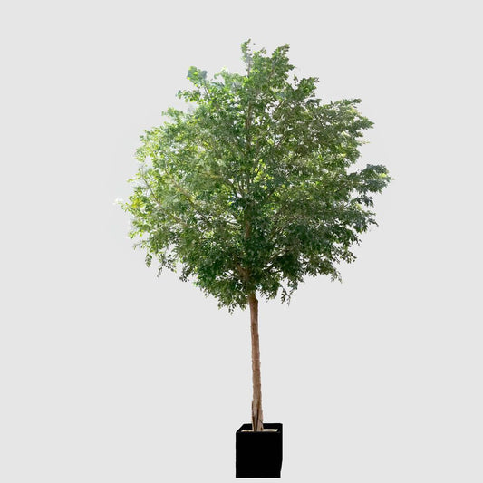 GIANT FICUS NATASJA 6.7M