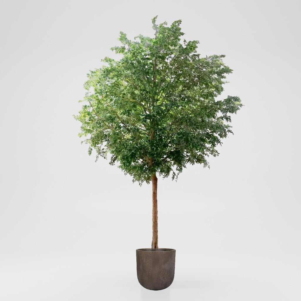 GIANT FICUS NATASJA 6.7M