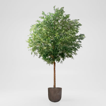 GIANT FICUS NATASJA 6.7M