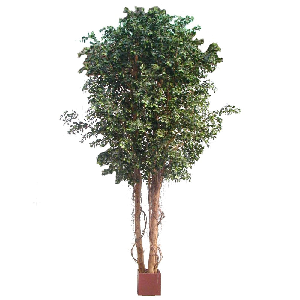 Ficus Retusa Giant 3.05m