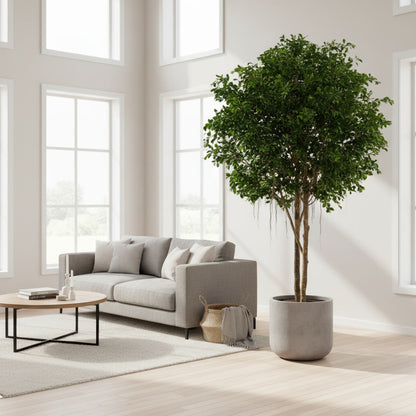 Ficus Retusa Giant Round 3.05m