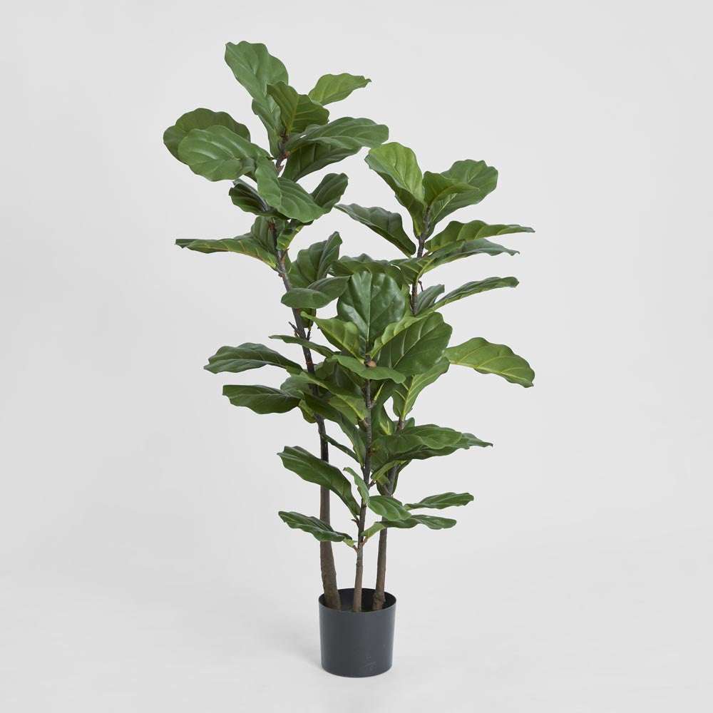 Fiddle Leaf Tree 1.33m – Florabelle Living