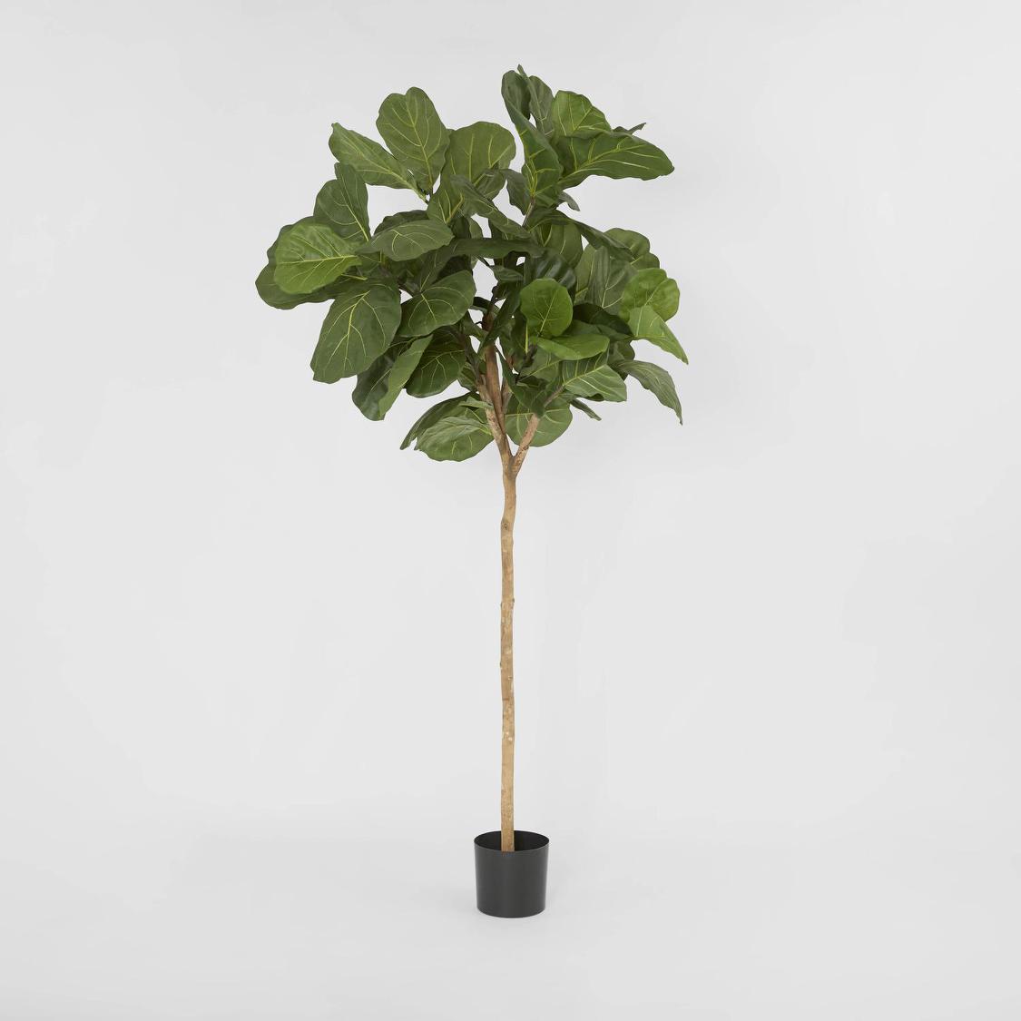 Fiddle Leaf Tree 215cm | Tree Creations – Florabelle Living