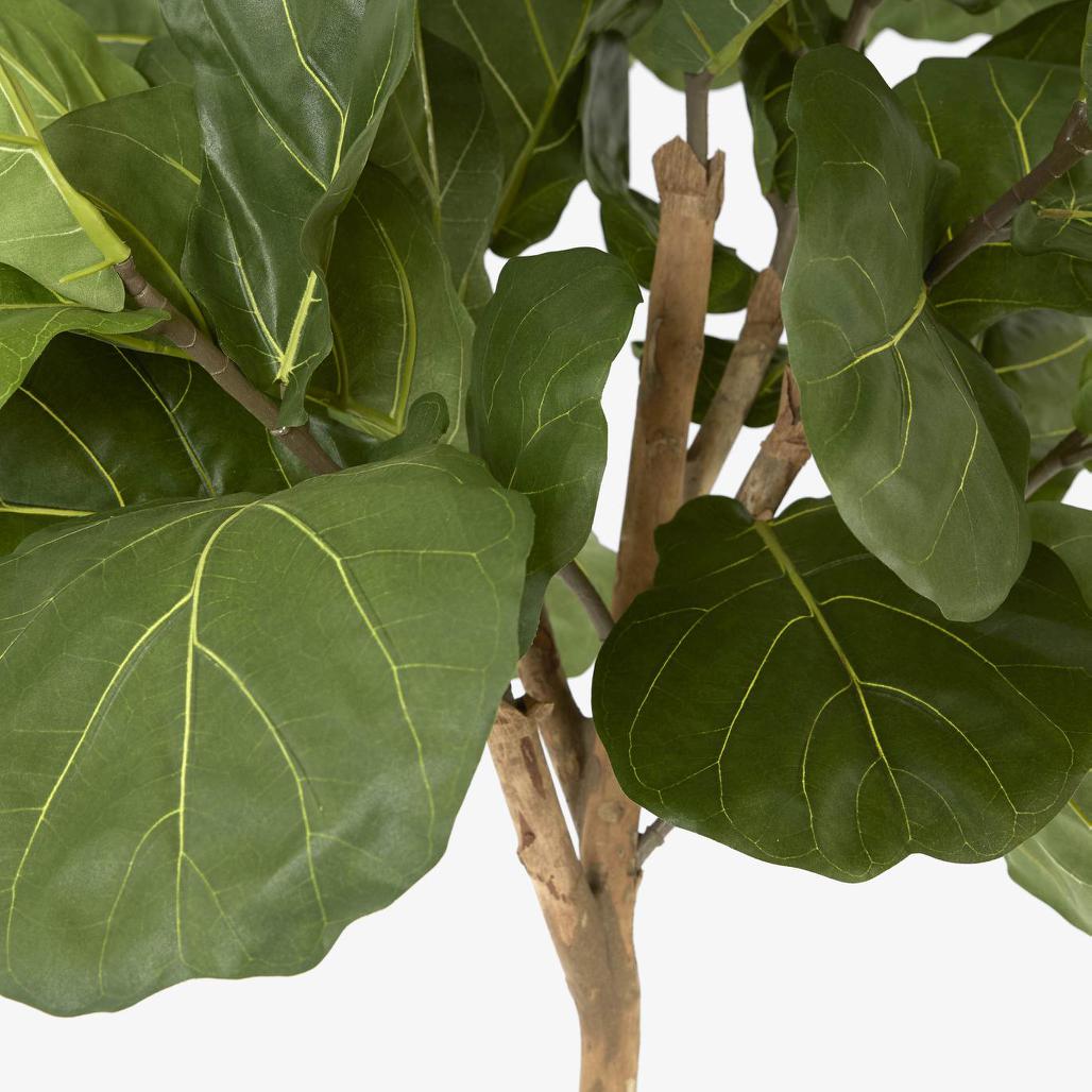 Fiddleback Tree Fiddle Leaf Tree 215cm | Tree Creations – Florabelle Living