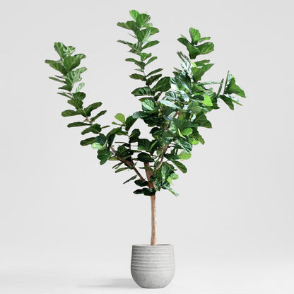 3.4m Giant Fiddle Leaf Tree with 292 Leaves