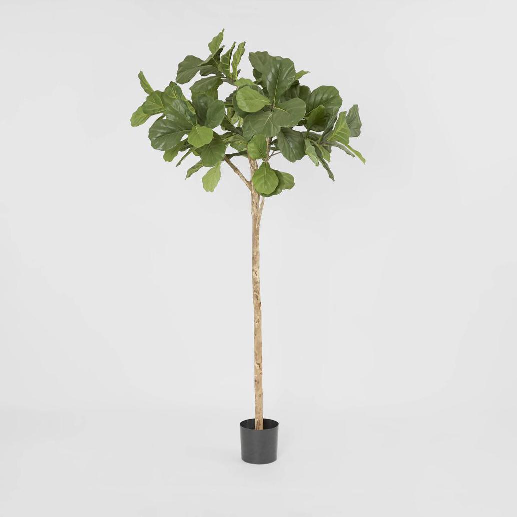 Fiddle Leaf Fig Tree 2m