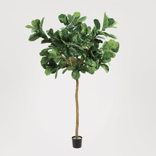 Fiddle Leaf Giant Tree 3.2m