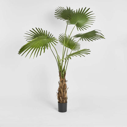 Fan Palm Tree 200cm