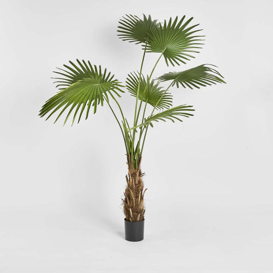 Fan Palm Tree 200cm Green