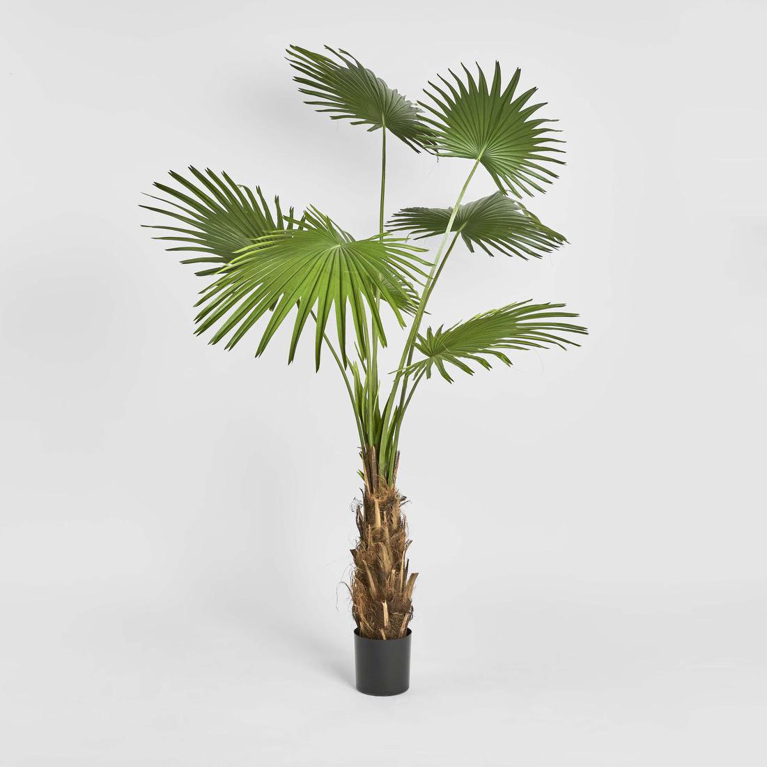 Fan Palm Tree 200cm