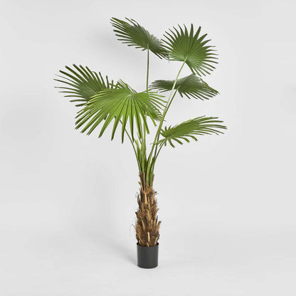 Fan Palm Tree 200cm