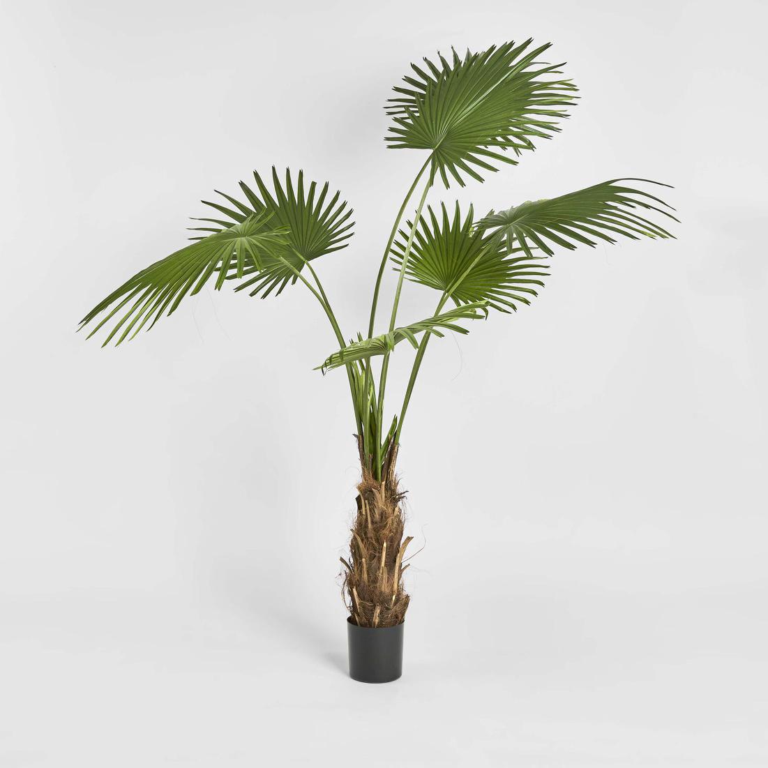 Fan Palm Tree 200cm