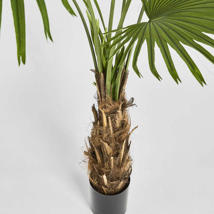 Fan Palm Tree 200cm